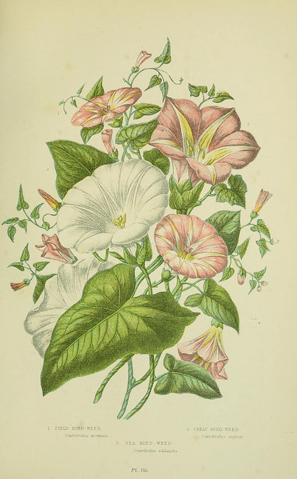 d'Histoire Naturelle | Yarn Pack | Scheepjes Herbarium Colourway
